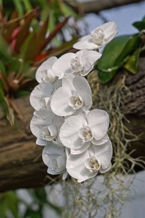 White Phalaenopsis Orchids Beautiful Orchids Orchid Care Orchids