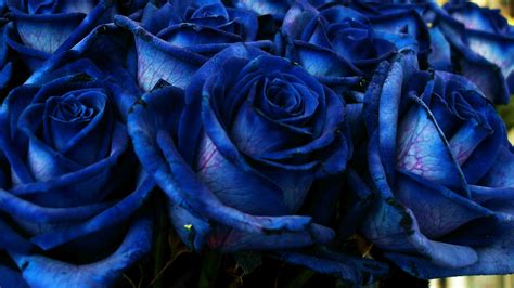 Download Wallpaper 2048x1152 Rose Blue Bouquet Buds Ultrawide Monitor Hd Background