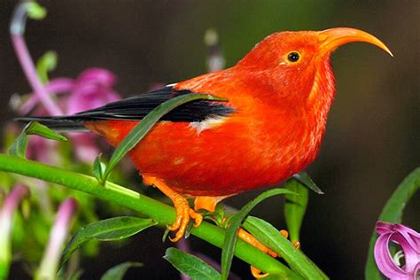 Some Of Hawaiis Most Iconic Birds Are About To Go Extinct
