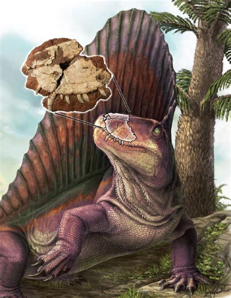 I saw a face hugger in the fossil. Dimetrodon borealis: First Canadian Dino Actually Mammal ...