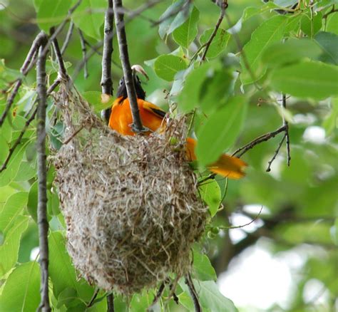 Attracting And Feeding The Orioles In Your Neighborhood Backyard