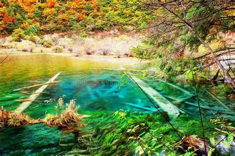 Azure Clear Lake With Submerged Tree Trunks Among Fall Woods Stock