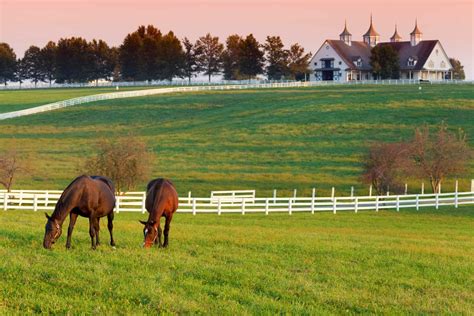 Kentucky Equine Market Continues To Show Improvement The Horse