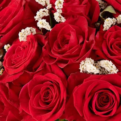 Send Red Roses And Lentiscus To Their Door FloraQueen FloraQueen