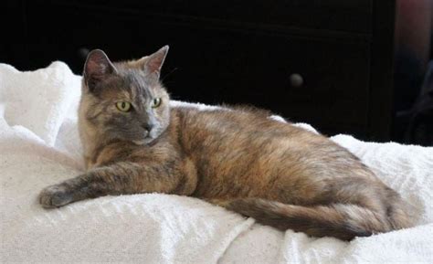20 things you didn t know about tortoiseshell cats
