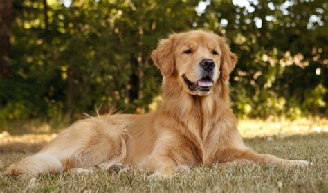 Golden retrievers, old english sheepdog, and chihuahua!! The Cutest Golden Retriever Videos of 2017