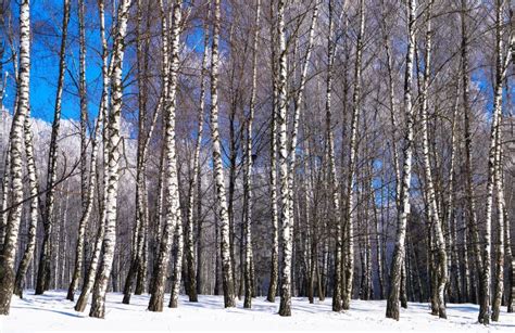 Birch Trees Winter Landscape Stock Photo Image Of White Carpet 86375306