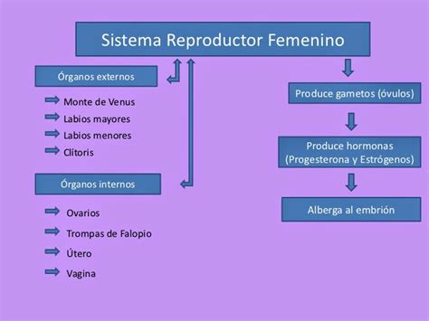 Cuadros Comparativos Entre Sistema Reproductor Femenino Y Masculino