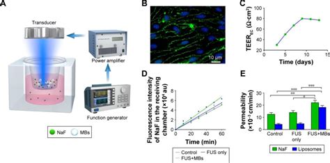 Mouse Brain Endothelial Capillary Cell Line Bend Atcc Bioz