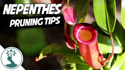 Here are eight crucial care instructions for caring for a new hanging pitcher from taking the plant home to when the hanging pitcher plant is mature. Pruning Nepenthes Pitcher Plant | Nepenthes Care 101 - YouTube