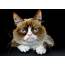 Grumpy Cat Made Famous On Social Media Passes Away At 7 RIP  Inside