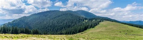 Cows Graze In The Meadow At The Foot Of The Mountain Stock Image