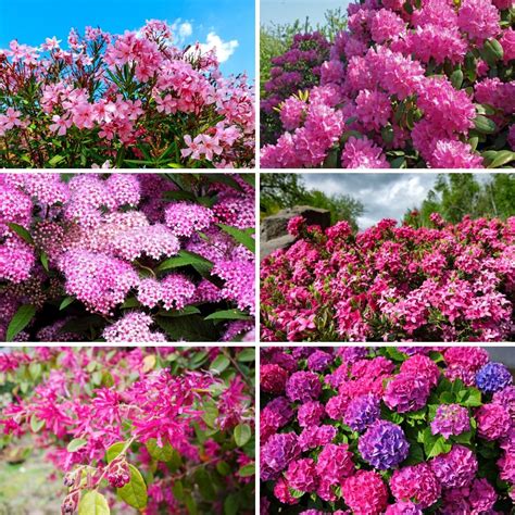 26 Gorgeous Pink Flowering Shrubs For Your Garden 2022