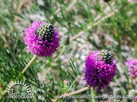 We did not find results for: Thumbnail Index of Blue / Purple Texas Wildflowers : Texas ...