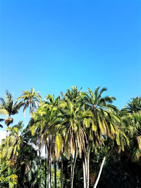 Free Images Vegetation Palm Tree Arecales Sky Elaeis Woody Plant