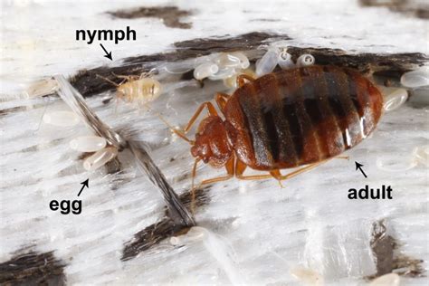Uncovering The Mystery Of How Do Bed Bugs Travel Between Apartments A