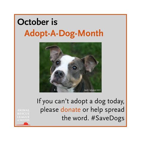 October Is Adopt A Shelter Dog Month South End Ma Patch