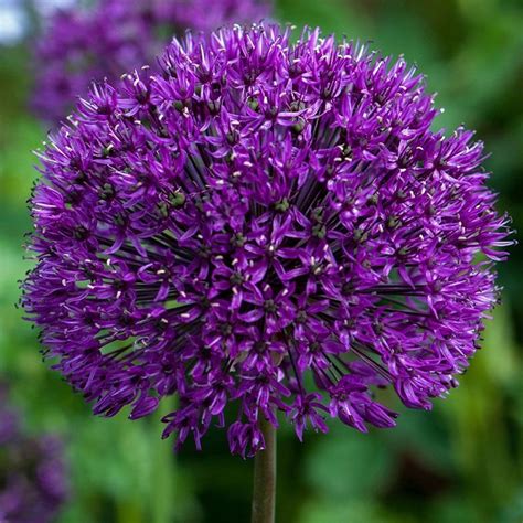 Allium Purple Sensation Litre Summer Flowering Arboretum Garden