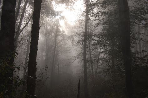 Foggy Forest Wallpapers Hd