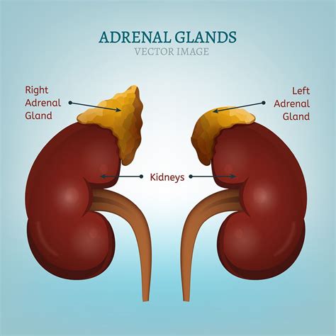 Adrenal Fatigue Is A Common Health Issue Many Moms Face These Days