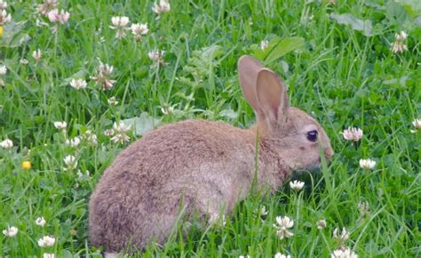 Krystina Dizayas Blog: rabbit pictures