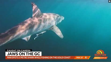 Great White Shark Spotted On The Gold Coast 7news
