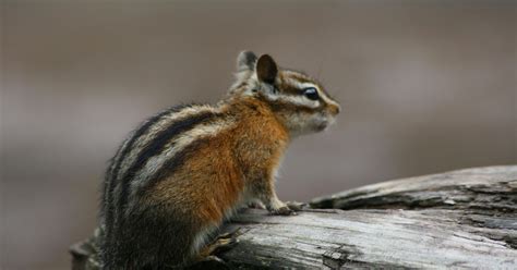 Lore How Chipmunk Got His Stripes