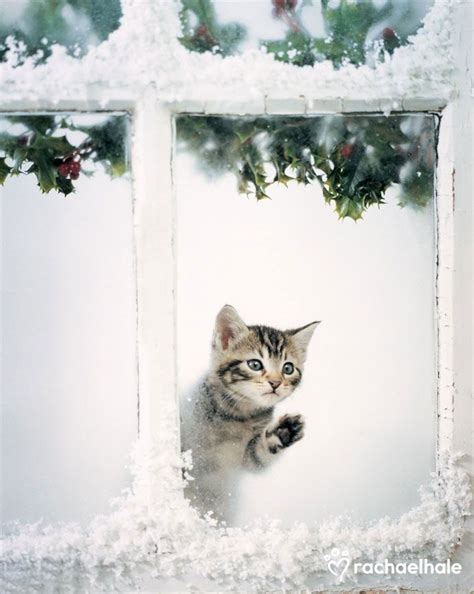 257 Best ♫ The Cat In The Window ♫ Images On Pinterest