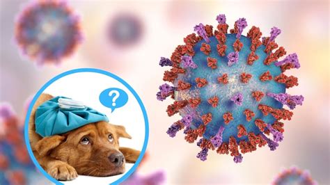 Rapid tests allow people to test themselves at home and know within minutes whether they have the novel coronavirus. Can I Get COVID-19 From My Dog? - YouTube