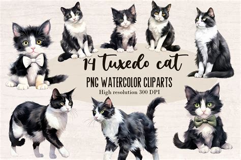 Tuxedo Cat Watercolor Clipart Graphic Graphic By Susandesign · Creative