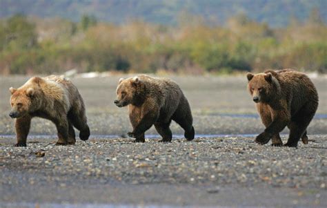 Dalia joined the game9 minutes ago. Three Bears! | Sporting Classics Daily