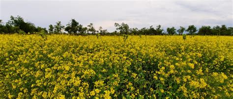 Splendid Photos Of Blossomed Mustard Field In South Kashmir Photogallery