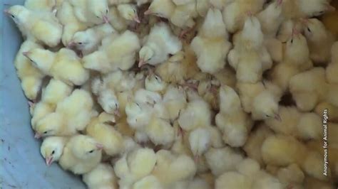 Chicks Crushed Drowned And Burned To Death For Eggs And Meat Peta