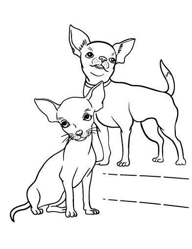 15+ Coloriage Chihuahua  Color Info
