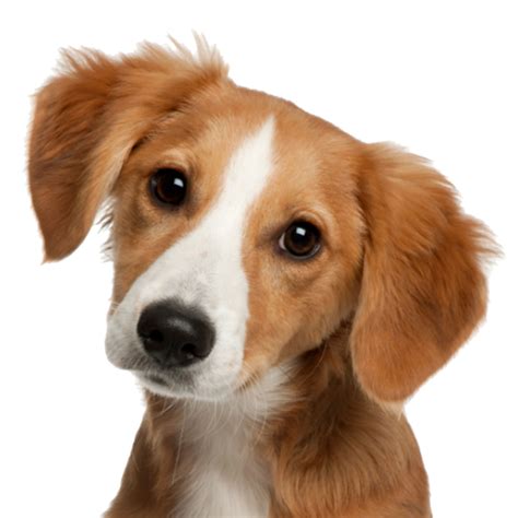 Cute Dog Face Png Image