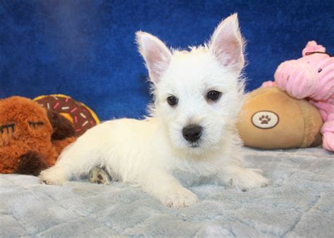 West Highland White Terrier Puppies For Sale Long Island Puppies