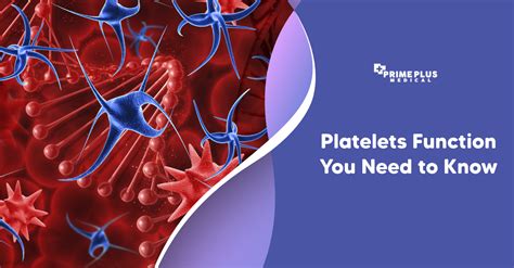 Platelets Function You Need To Know Prime Plus Medical