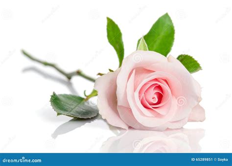 Beautiful Single Pink Rose Royalty Free Stock Photography