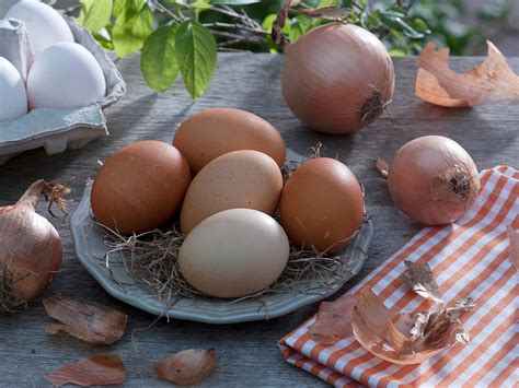 Eier färben mit Zwiebelschalen Bild kaufen 12155917