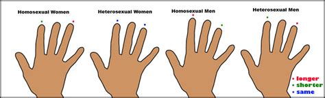 Your Finger Length And Your Sexual Preference Finger Length And Digit