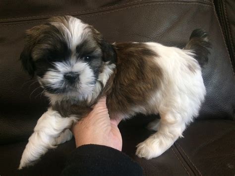 Shih Tzu Puppies For Sale Ogden Ut 200445 Petzlover