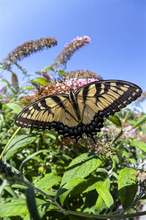 Papilio Glaucus Eastern Tiger Swallowtail Stock Photo Image Of York