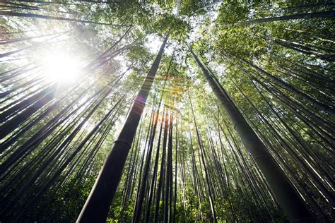 How Sustainable Is Bamboo Or Should We Call It Eco Friendly Bamboo
