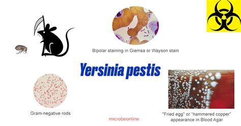 Yersinia Pestis Properties Disease Lab Diagnosis • Microbe Online