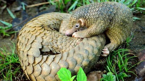 Conservation Game Changer China Removes Pangolin Scales From