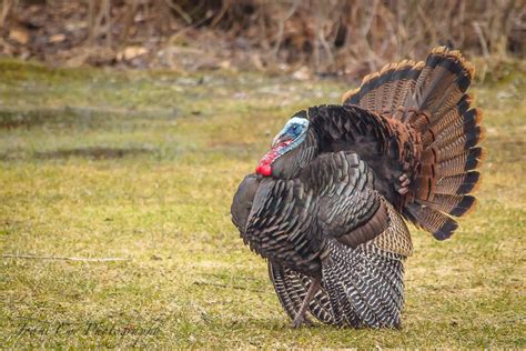 Turkeys Mating Display And Colors 6381 Just Joani Flickr