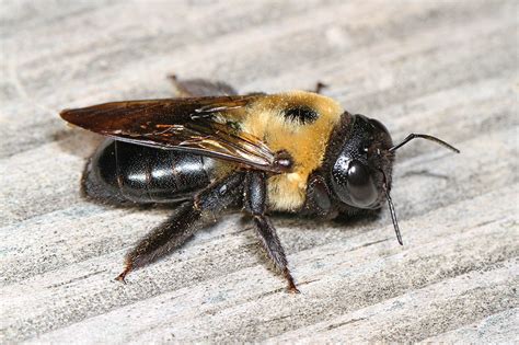 Carpenter Bee Control And Carpenter Bee Extermination In Nj And Fl Excel