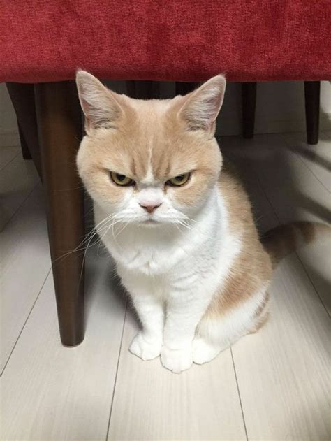 Cat Angry Blank Template Imgflip