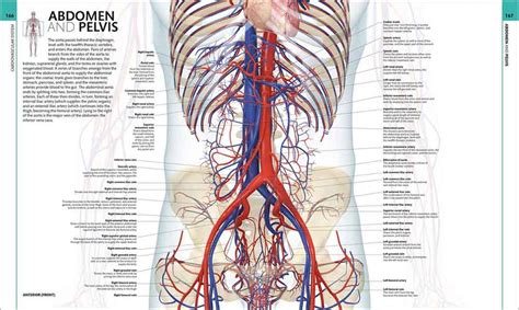 正版 The Definitive Visual Guide Human Anatomy 最抵價 買書書 Buybookbook
