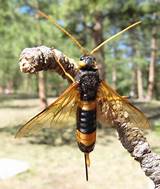 Giant Wasp Photos
